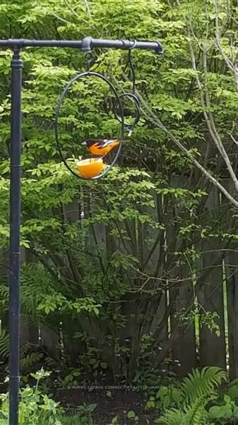 42 Holmcrest Tr, Toronto, ON M1C1V5 | 4 Bedroom 4 Bathroom Detached House | Image 35