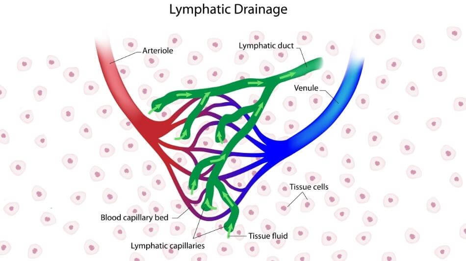 Lymphatic Drainage