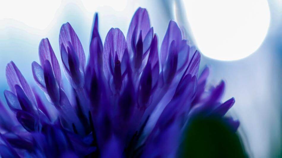 Close up image of bakuchiol flower