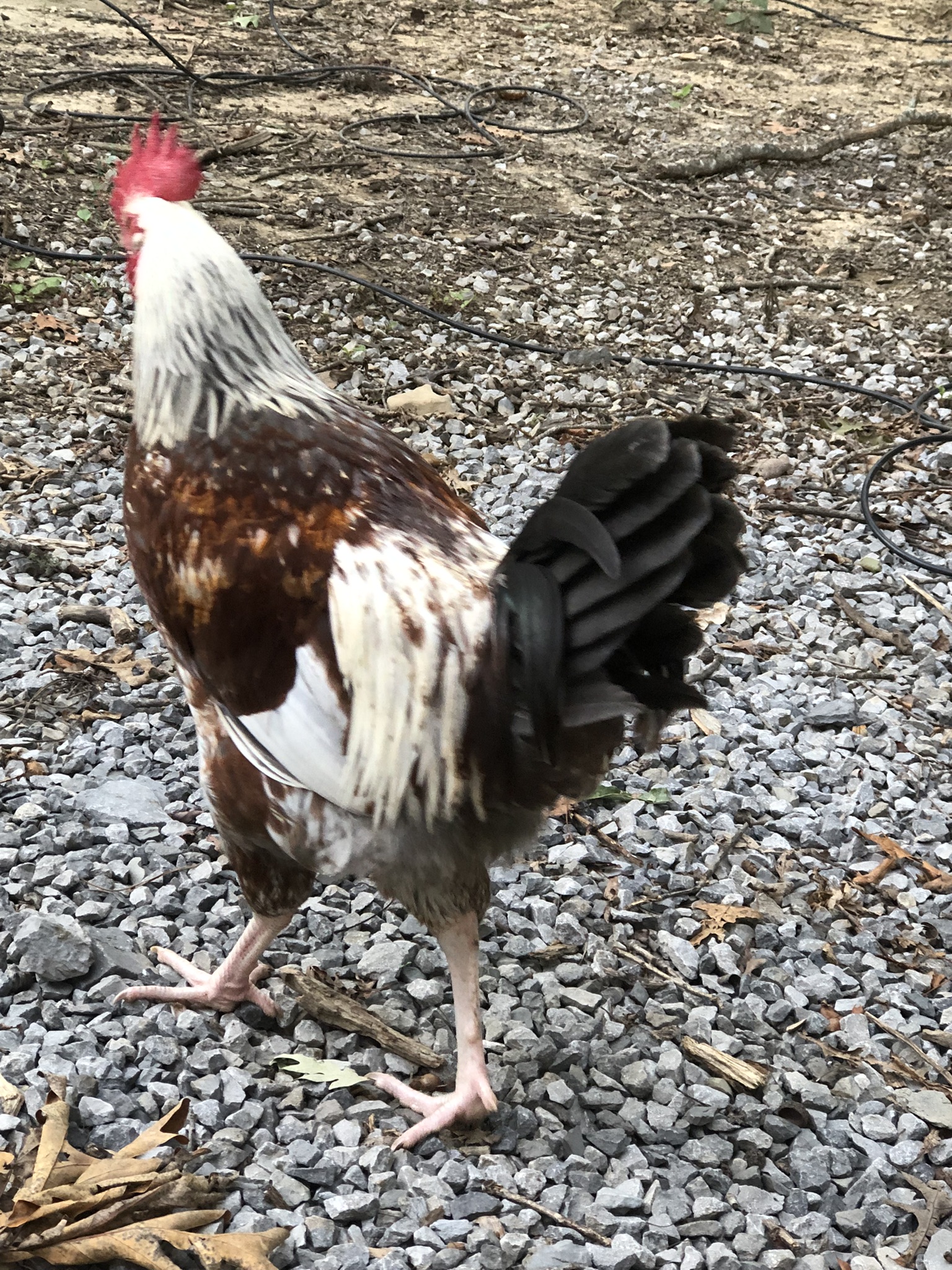 backyardchickennews-007.jpeg