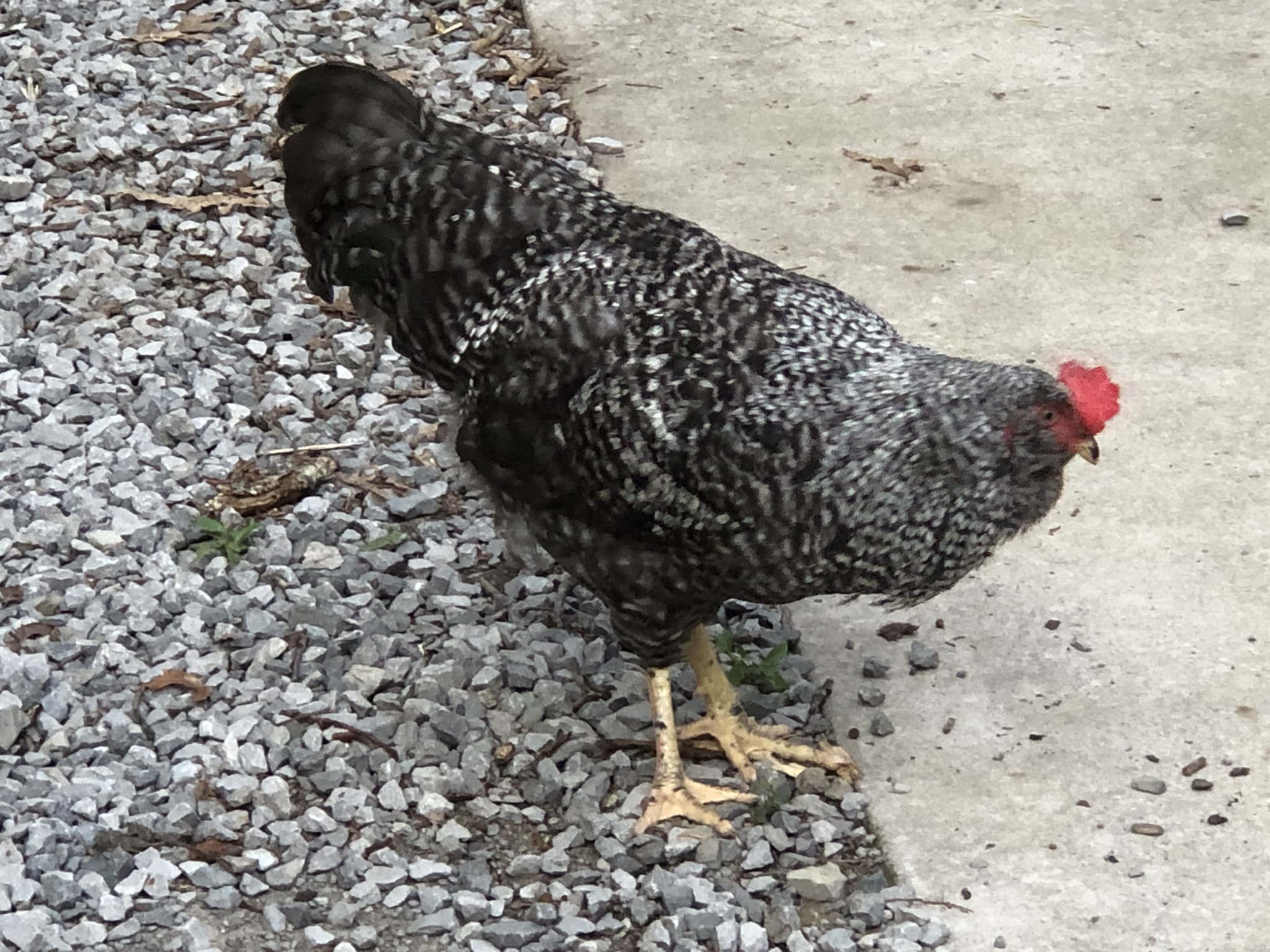 backyardchickennews-010.jpeg