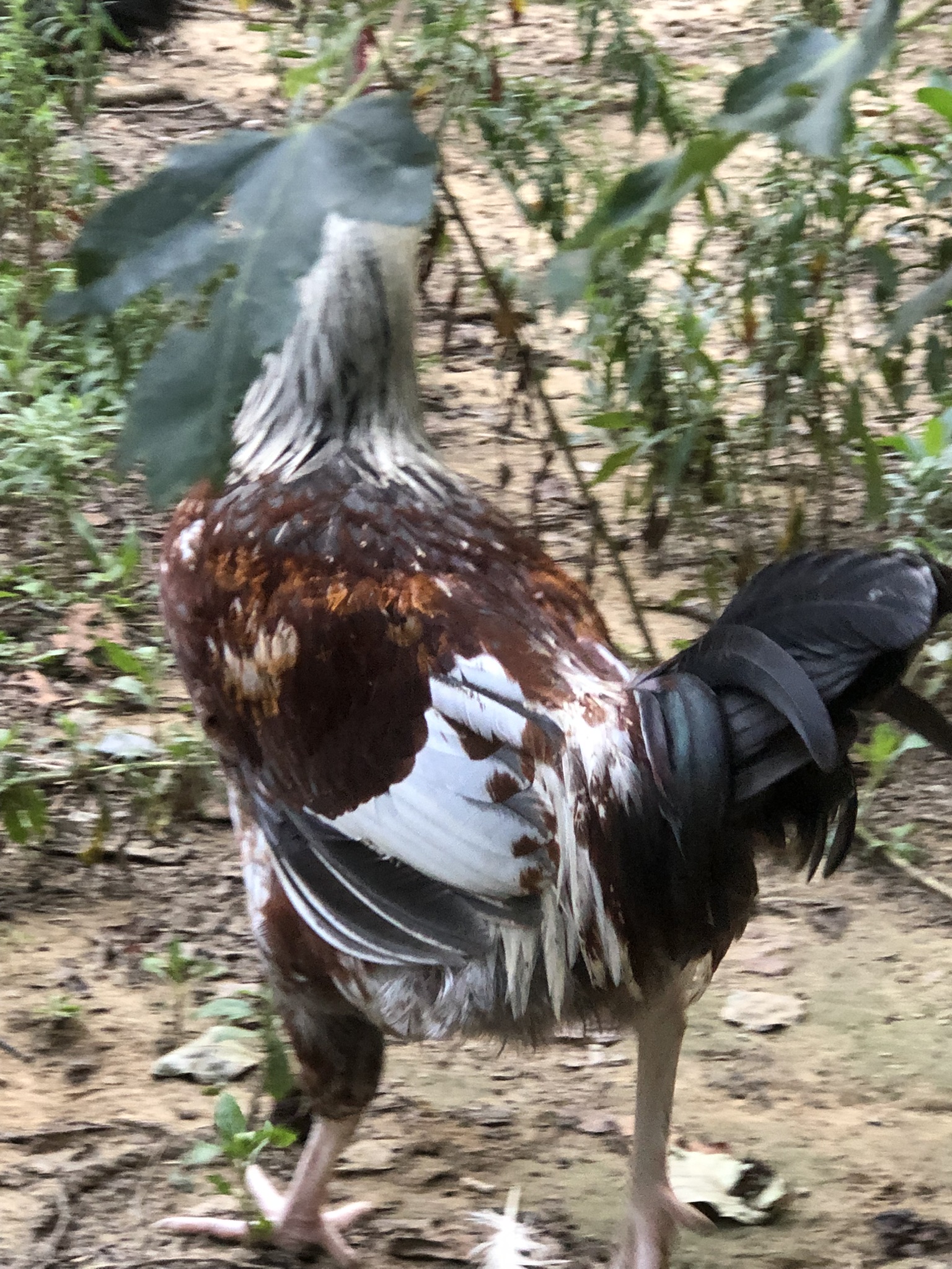 backyardchickennews-044.jpeg