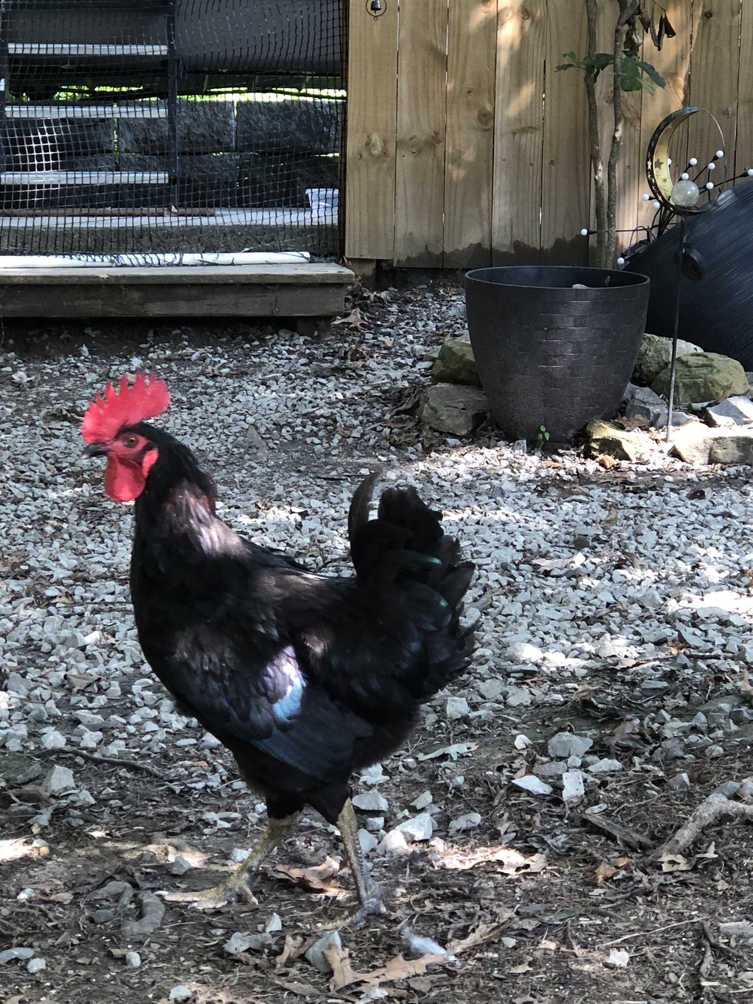 backyardchickennews-093.jpeg