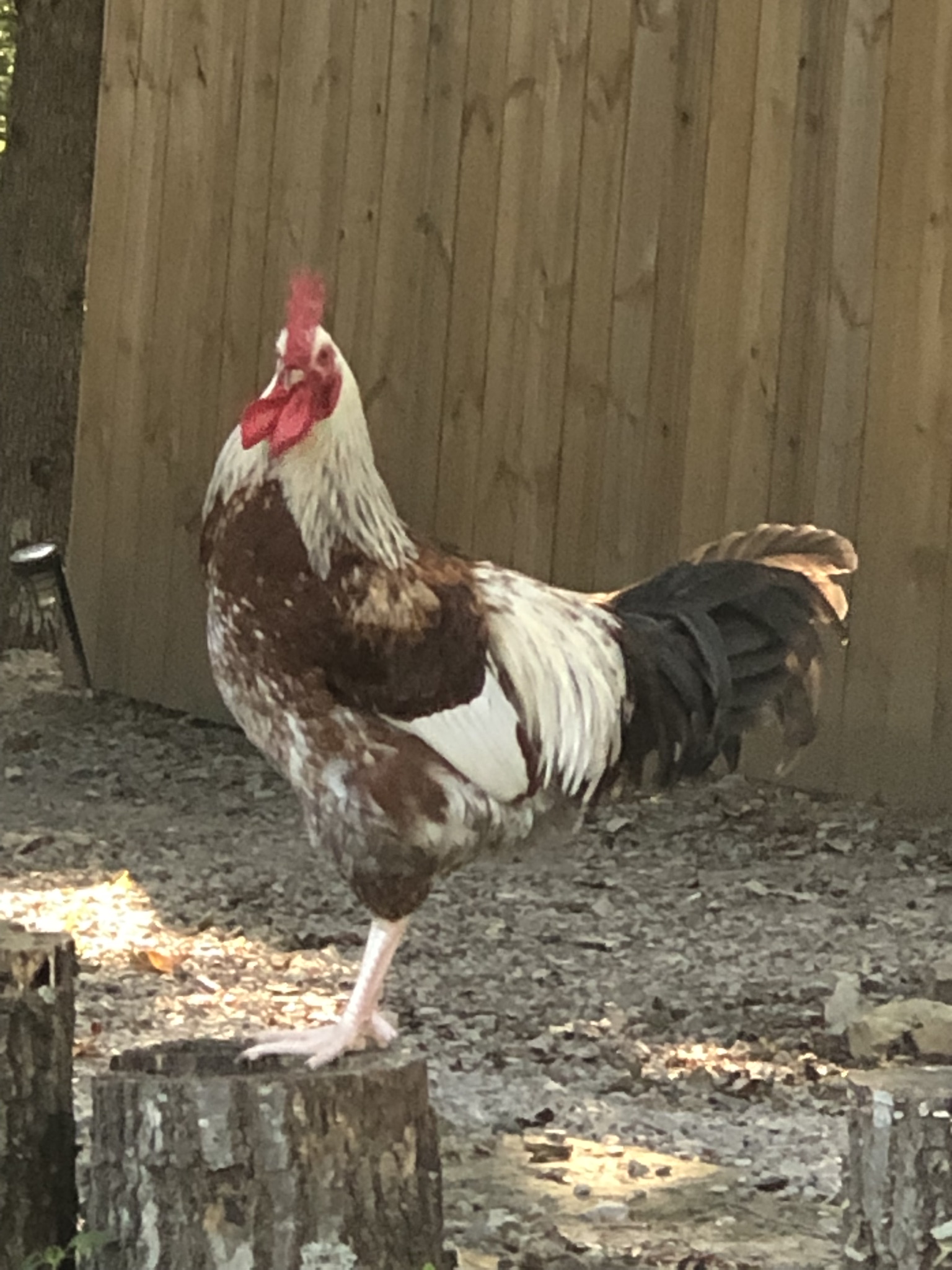 backyardchickennews-103.jpeg