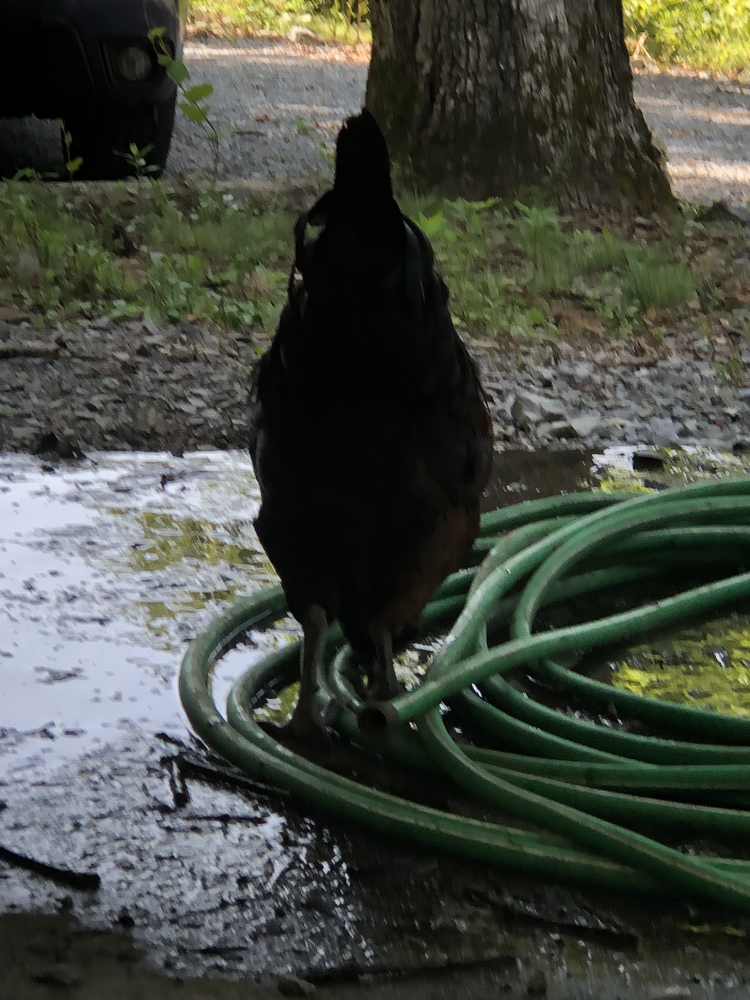 backyardchickennews-067.jpeg