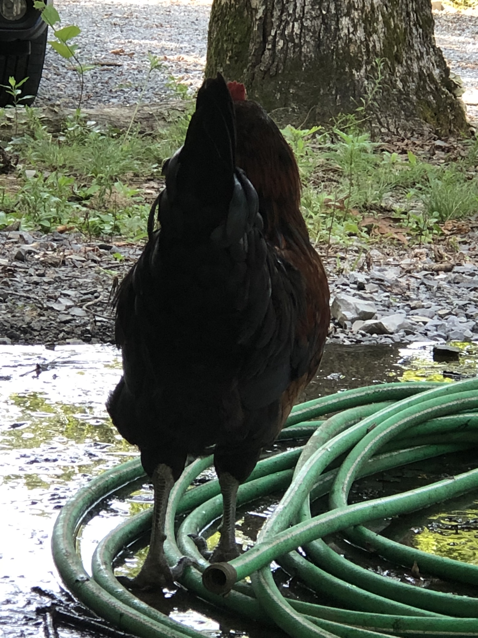 backyardchickennews-068.jpeg