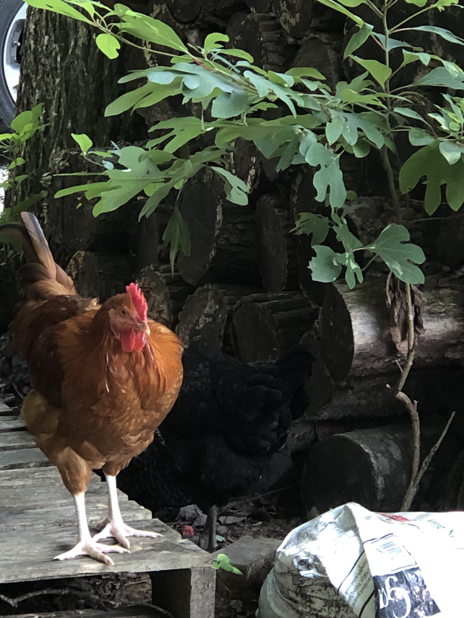 backyardchickennews-094.jpeg