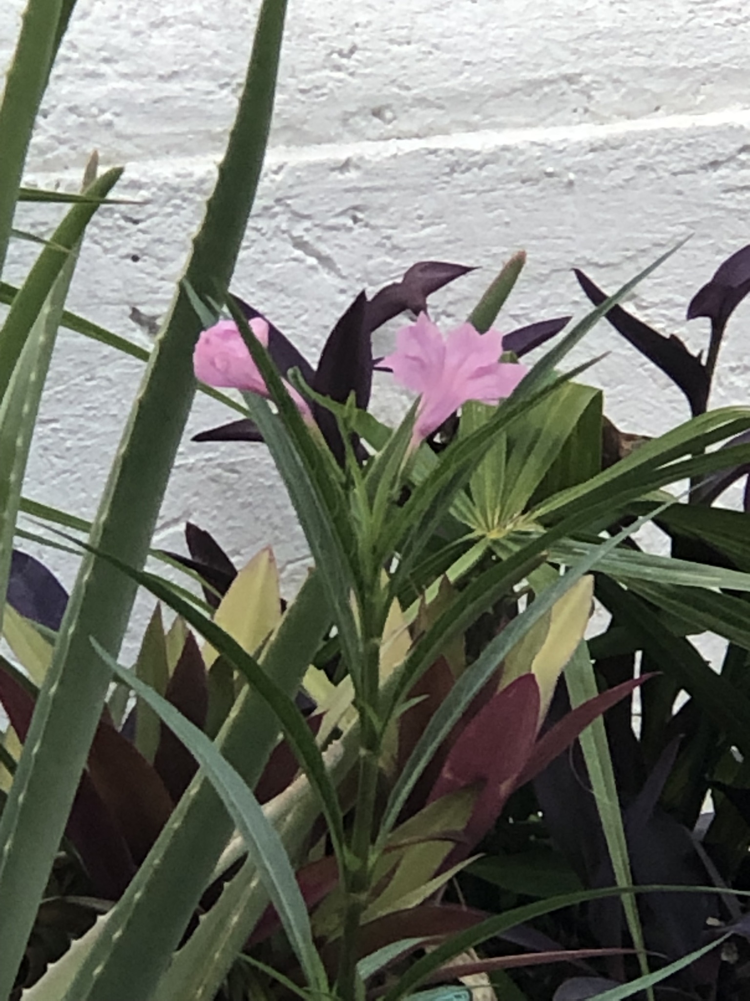 IMG_7400.jpeg
