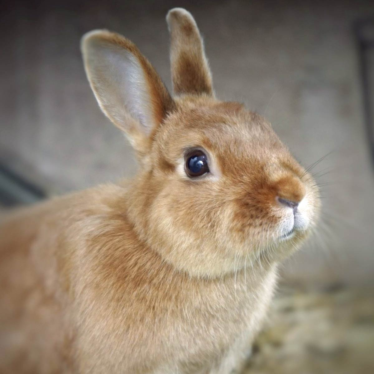 Can the Argente Brun Rabbit Breed Survive? - Tom Seest