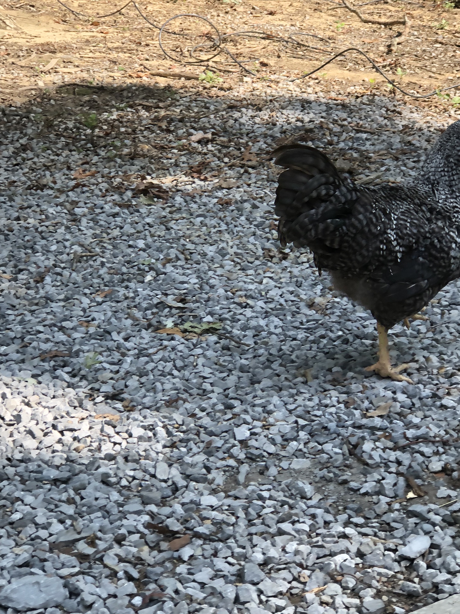 backyardchickennews-075.jpeg