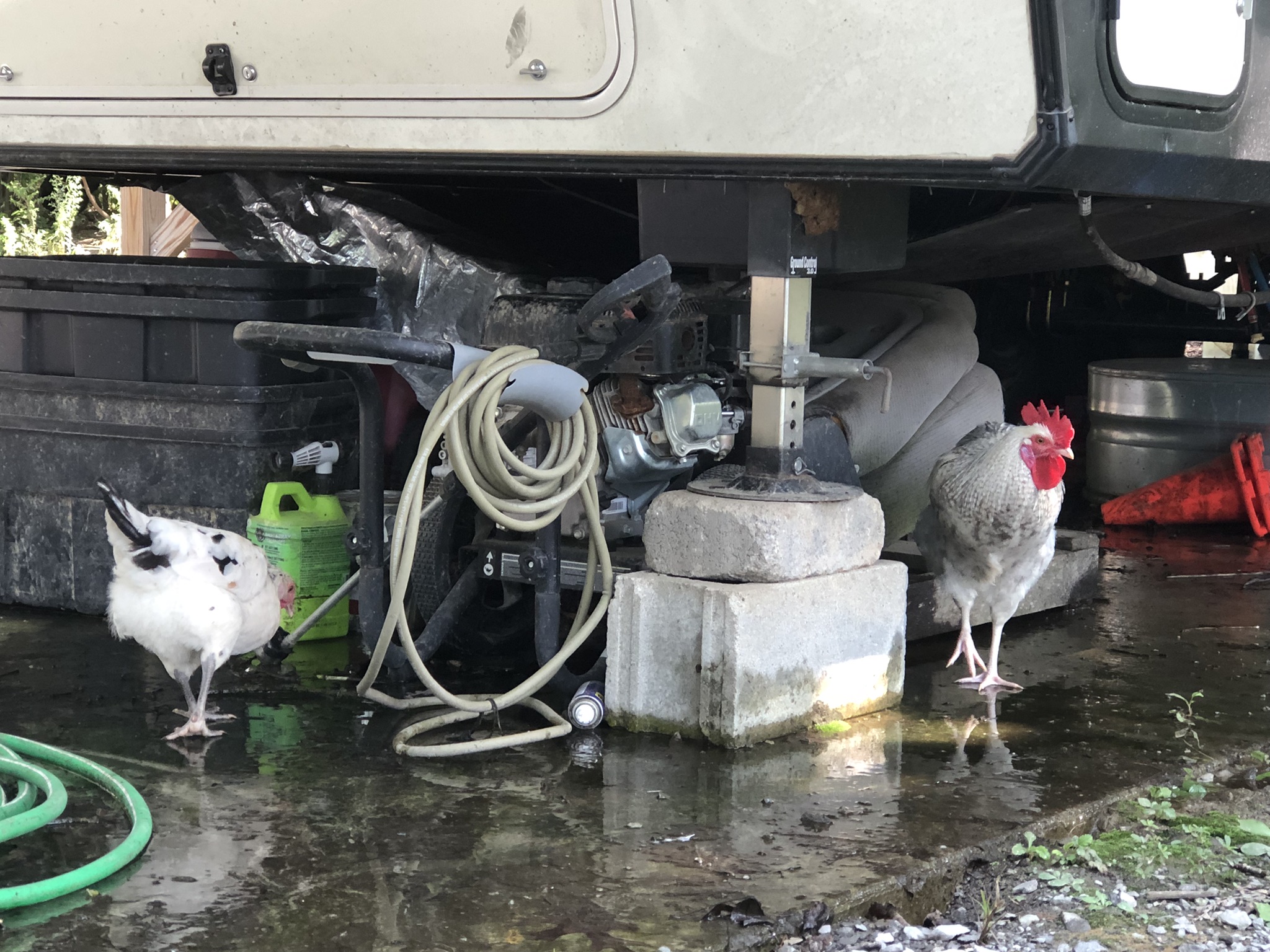 backyardchickennews-097.jpeg