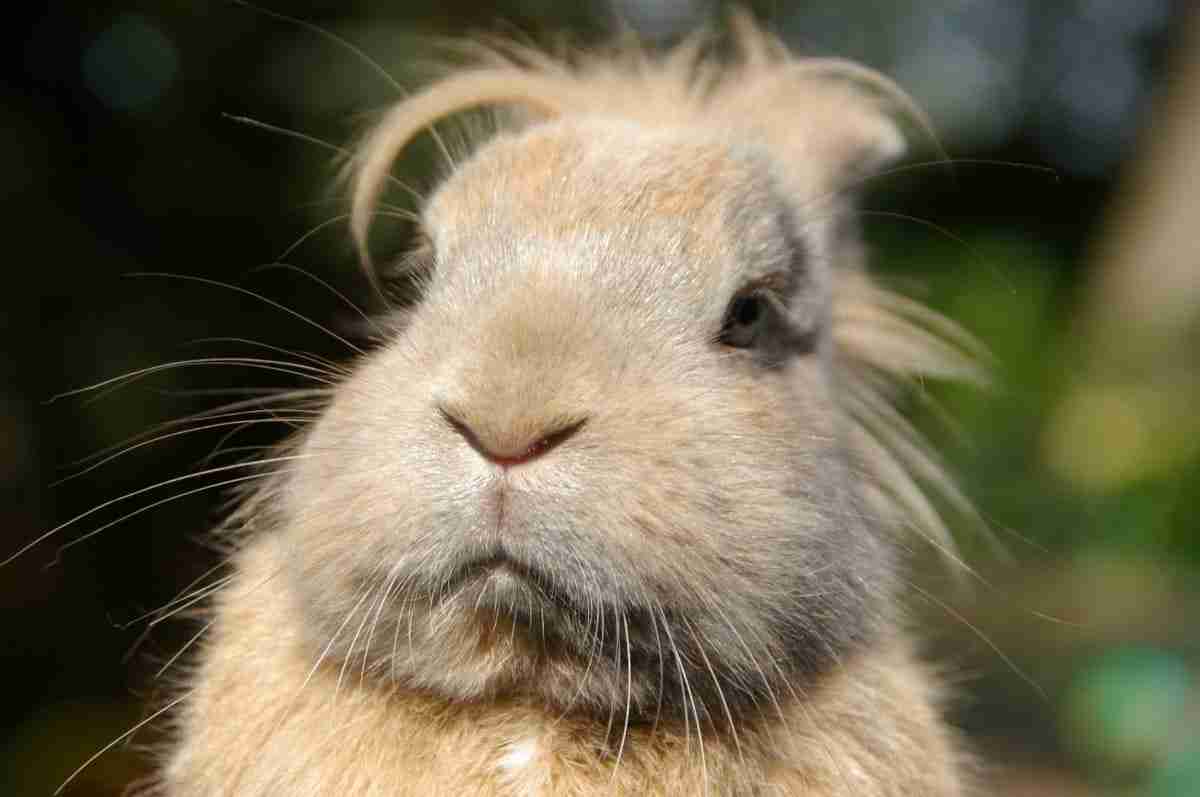 What Clubs Are Dedicated to the Alaska Rabbit Breed? - Tom Seest