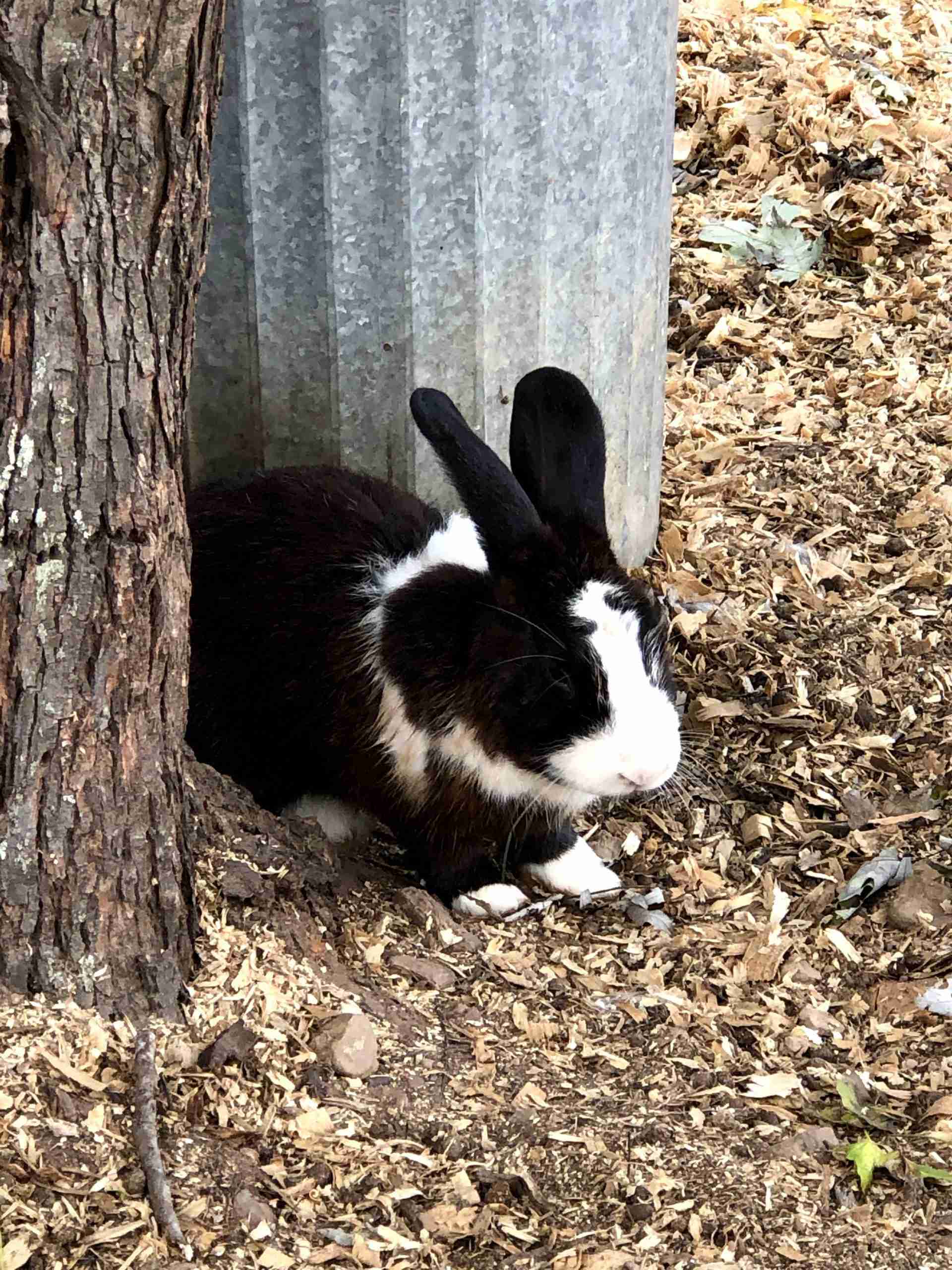 Discover the Fascinating World Of Thrianta Rabbits - Tom Seest