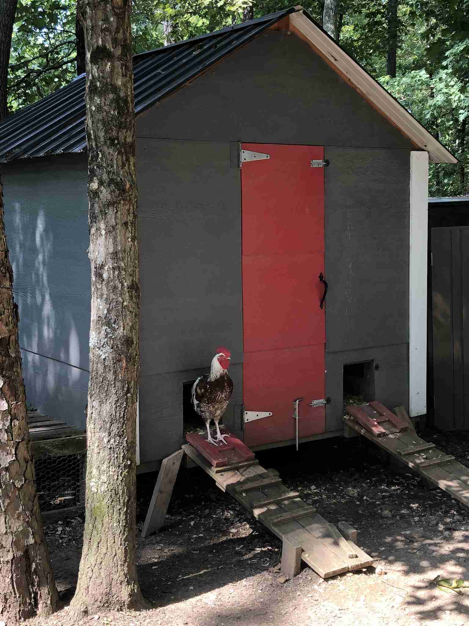 backyardchickennews-090.jpeg