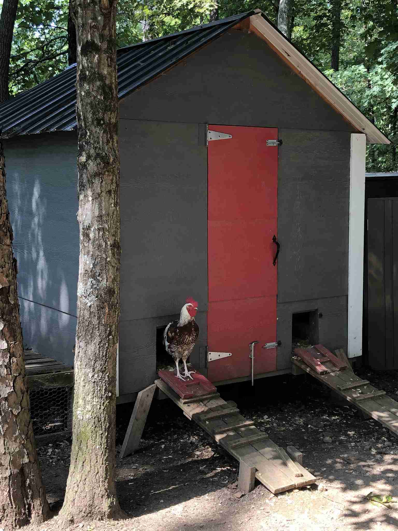 backyardchickennews-091.jpeg
