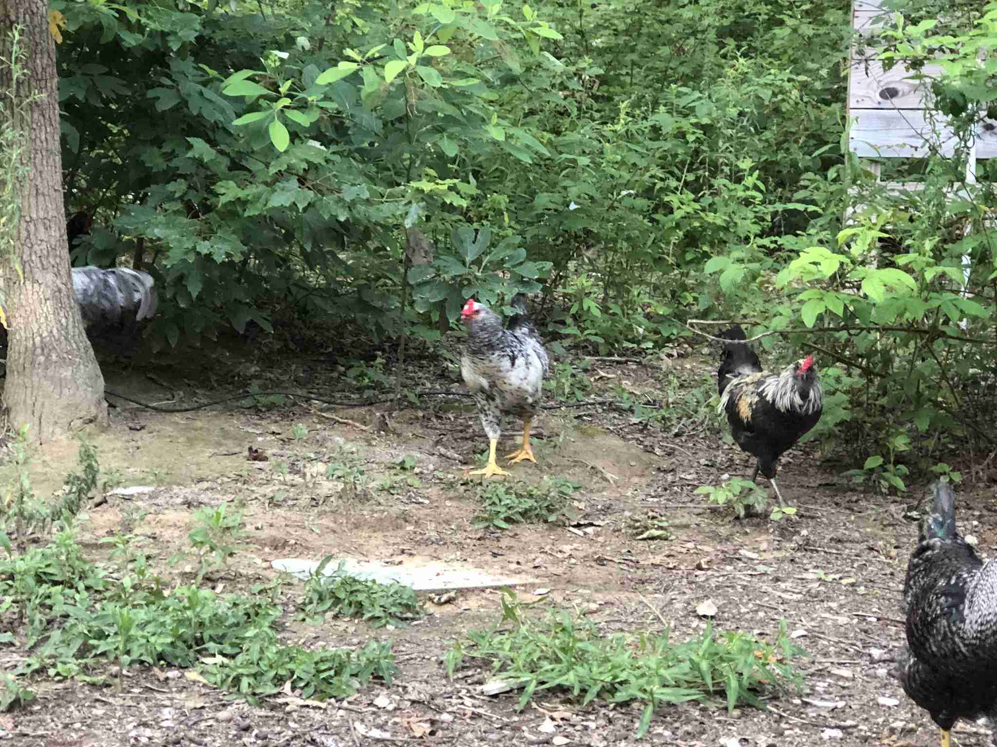 backyardchickennews-048.jpeg