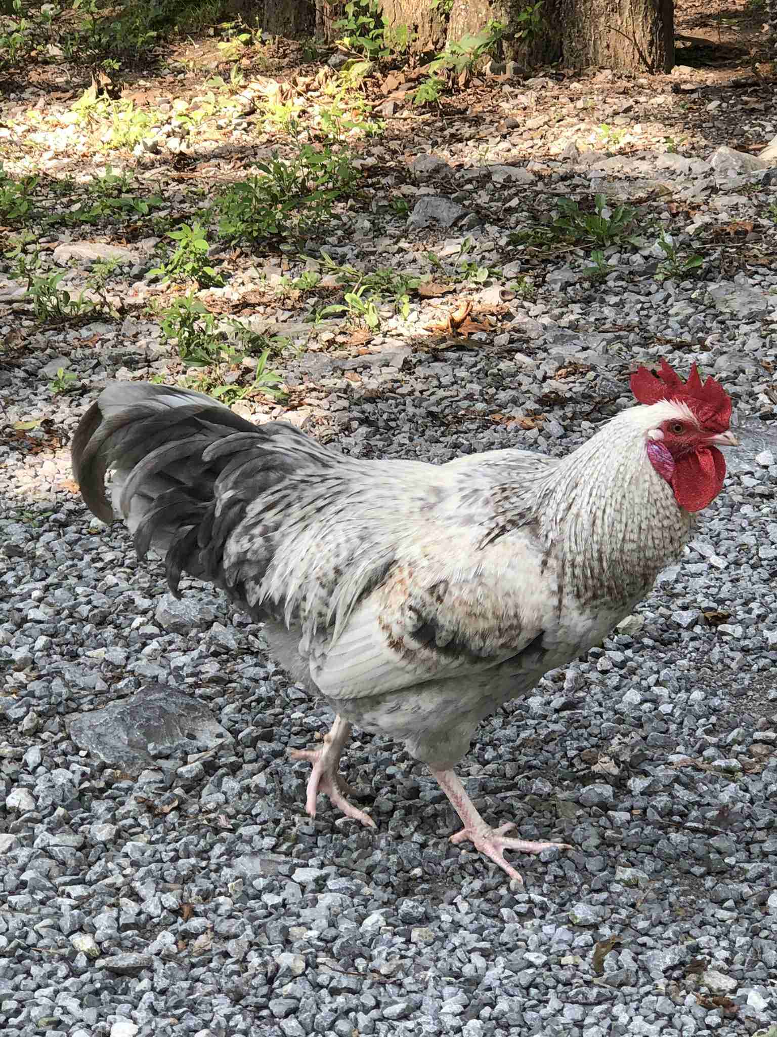 backyardchickennews-084.jpeg