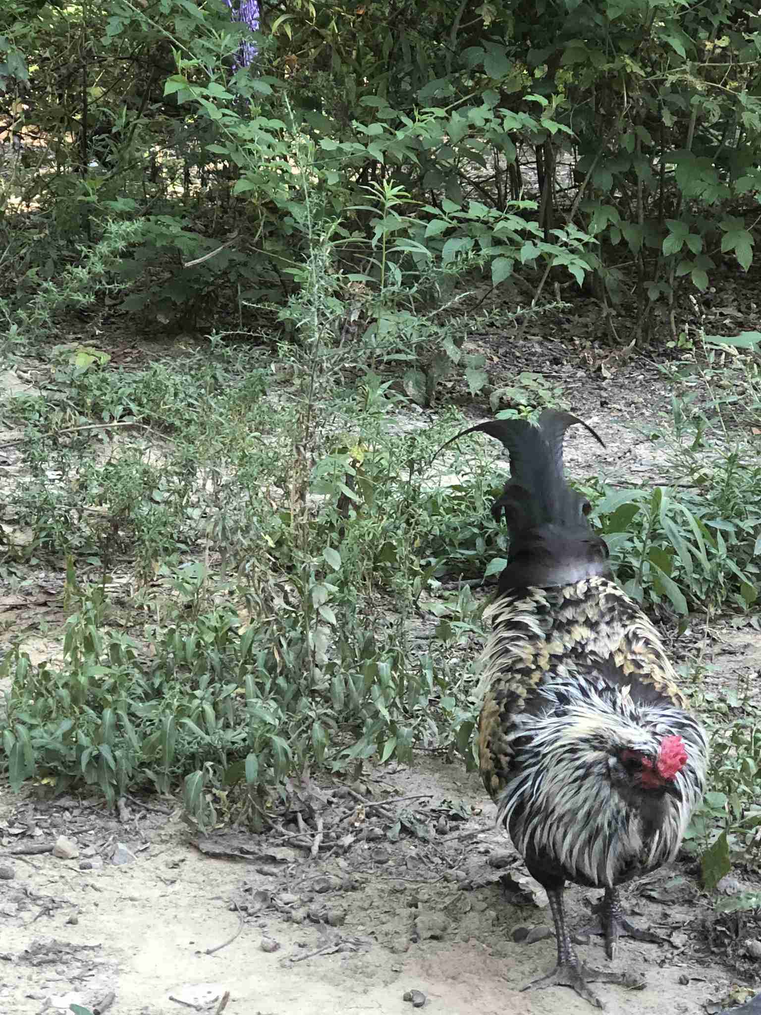 backyardchickennews-111.jpeg