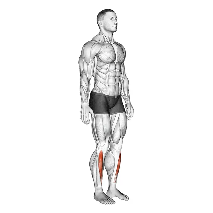 Nilkan dorsaalifleksio - harjoituksen suoritus