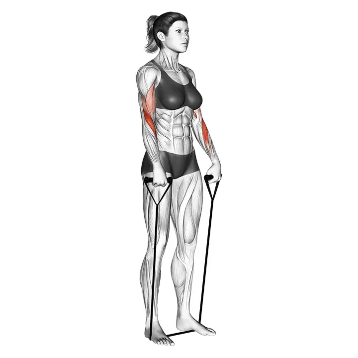 Kuminauha käänteinen hauiskääntö - harjoituksen suoritus