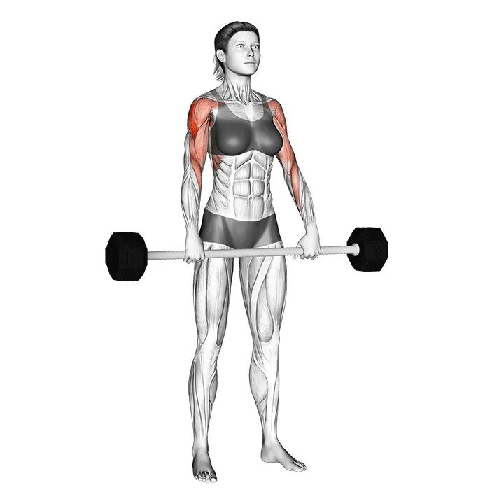 Levytangon ylätalja veto pystyasennossa - harjoituksen suoritus