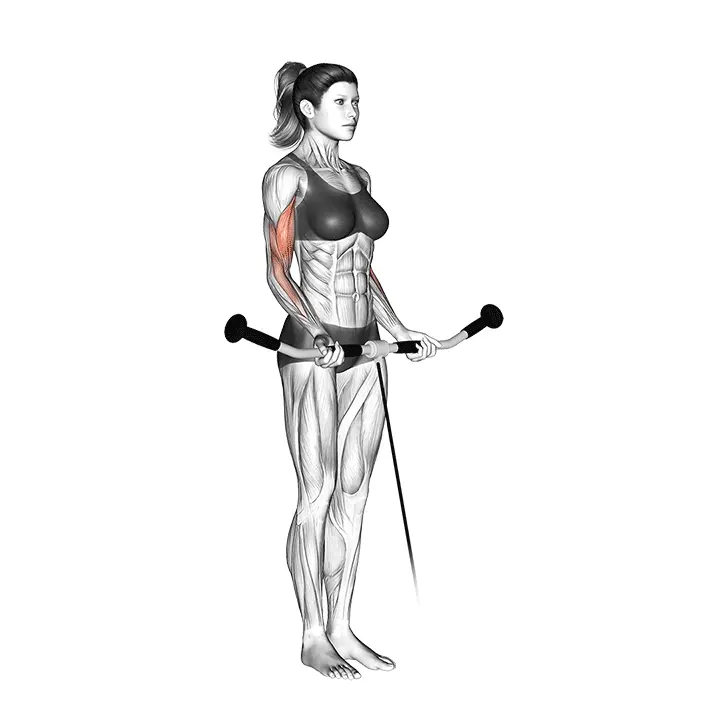 Kaapelikääntö - harjoituksen suoritus