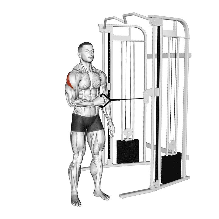 Taljavastus olkavarren ulkokierto seisten - harjoituksen suoritus