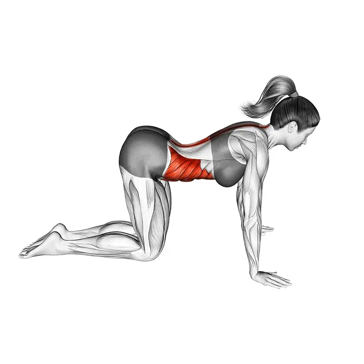 Kissan venytys - harjoituksen suoritus