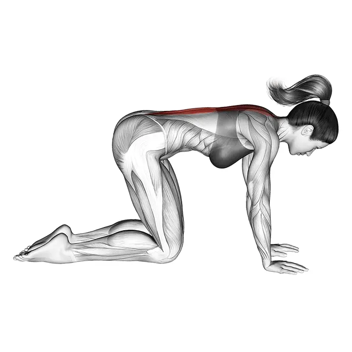 Kissan venytys - harjoituksen suoritus