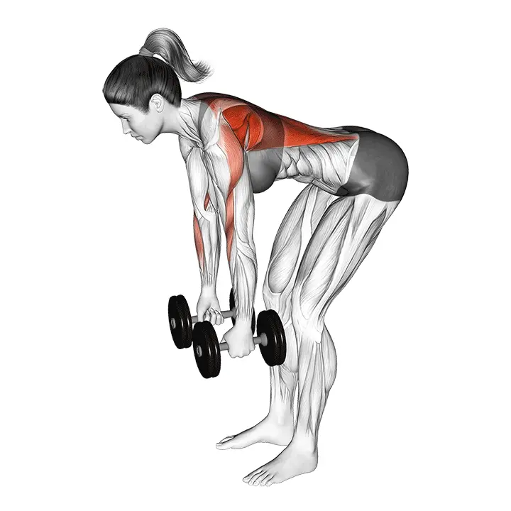 Vinopenkkiveto käsipainoilla - harjoituksen suoritus