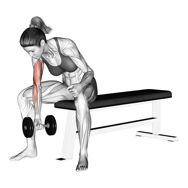 Käsipainokonsentraatiokäännös - harjoituksen suoritus