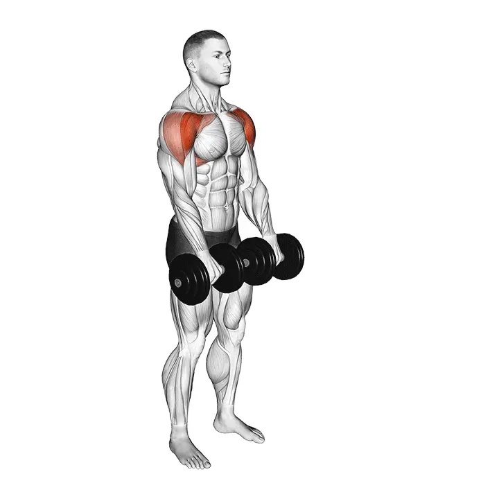 Käsipainon etunosto - harjoituksen suoritus