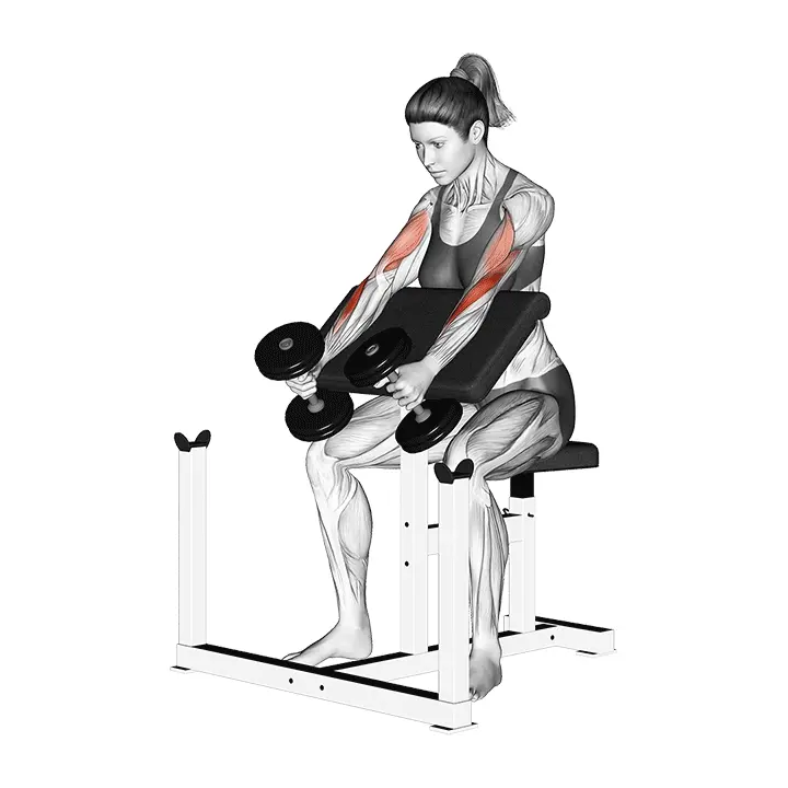 Hammer-saarnatuolin hauiskääntö käsipainoilla - harjoituksen suoritus