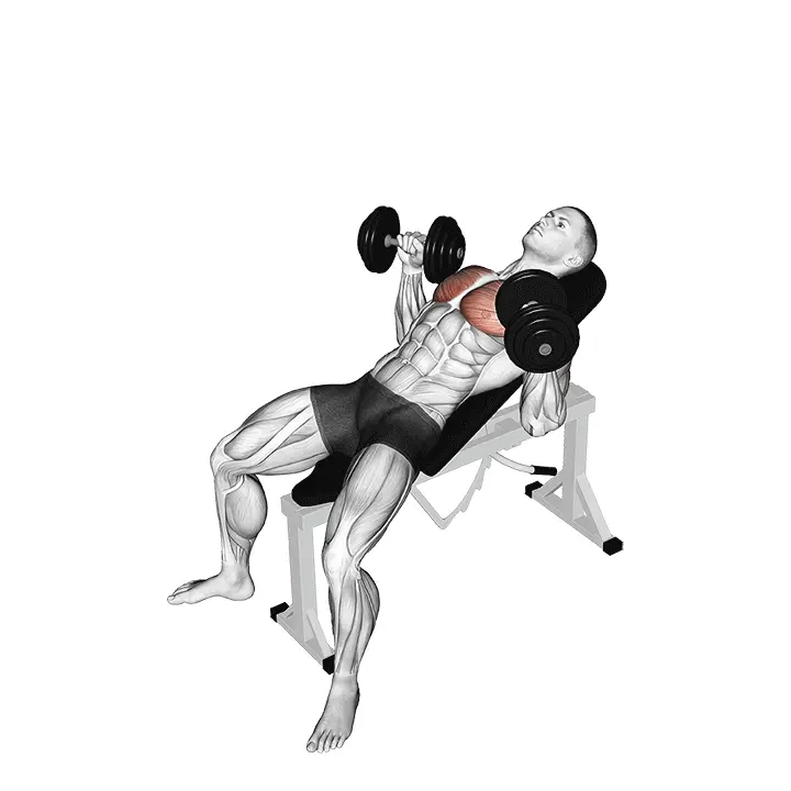 Vinopenkkipunnerrus käsipainoilla - harjoituksen suoritus