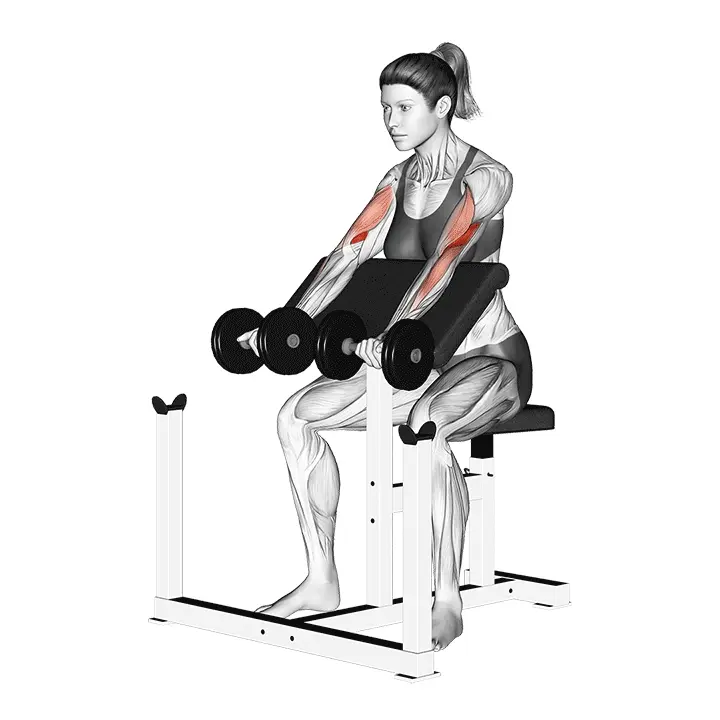 Scott-penkkikääntö käsipainoilla - harjoituksen suoritus