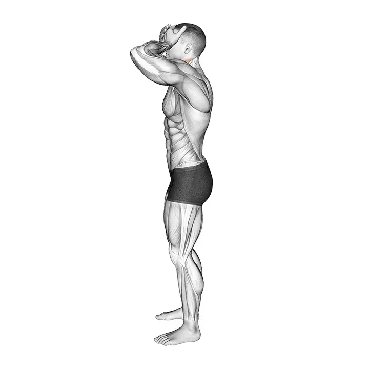 Etu- ja takakaulan venytys - harjoituksen suoritus