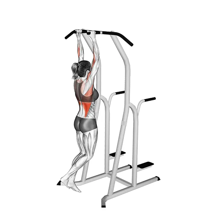 Vasarakahvainen leuanveto dippitelinettä vasten - harjoituksen suoritus