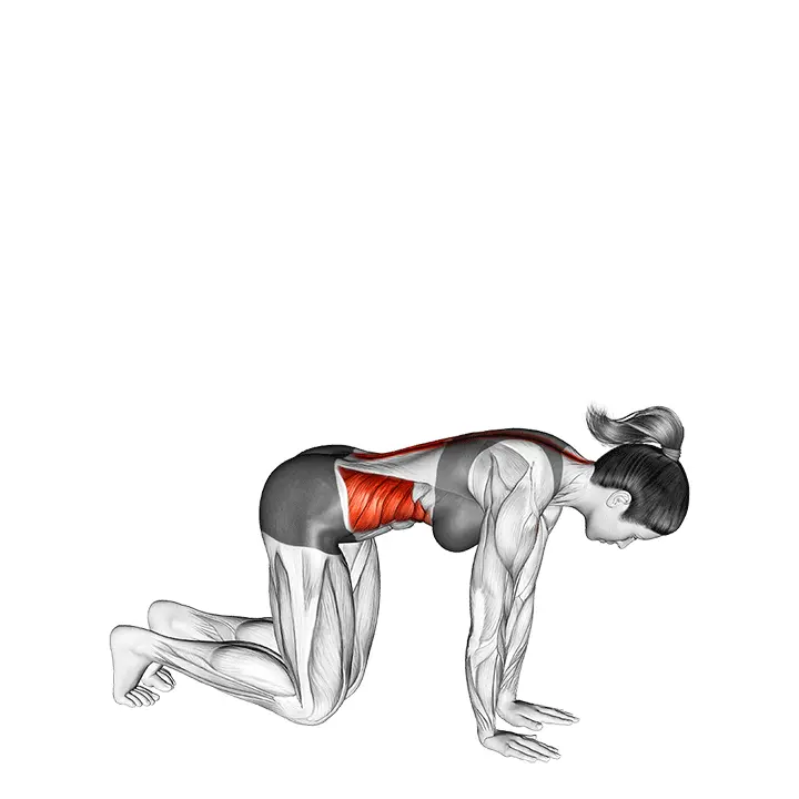 Polvillaan tehtävä selän kierto venytys - harjoituksen suoritus