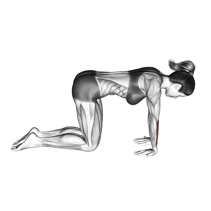 Polvillaan tehtävä ranteen ojentajavenytys - harjoituksen suoritus