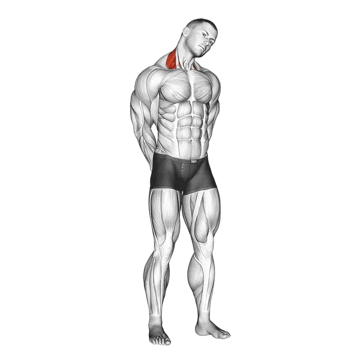 Niskan sivutaivutus - harjoituksen suoritus