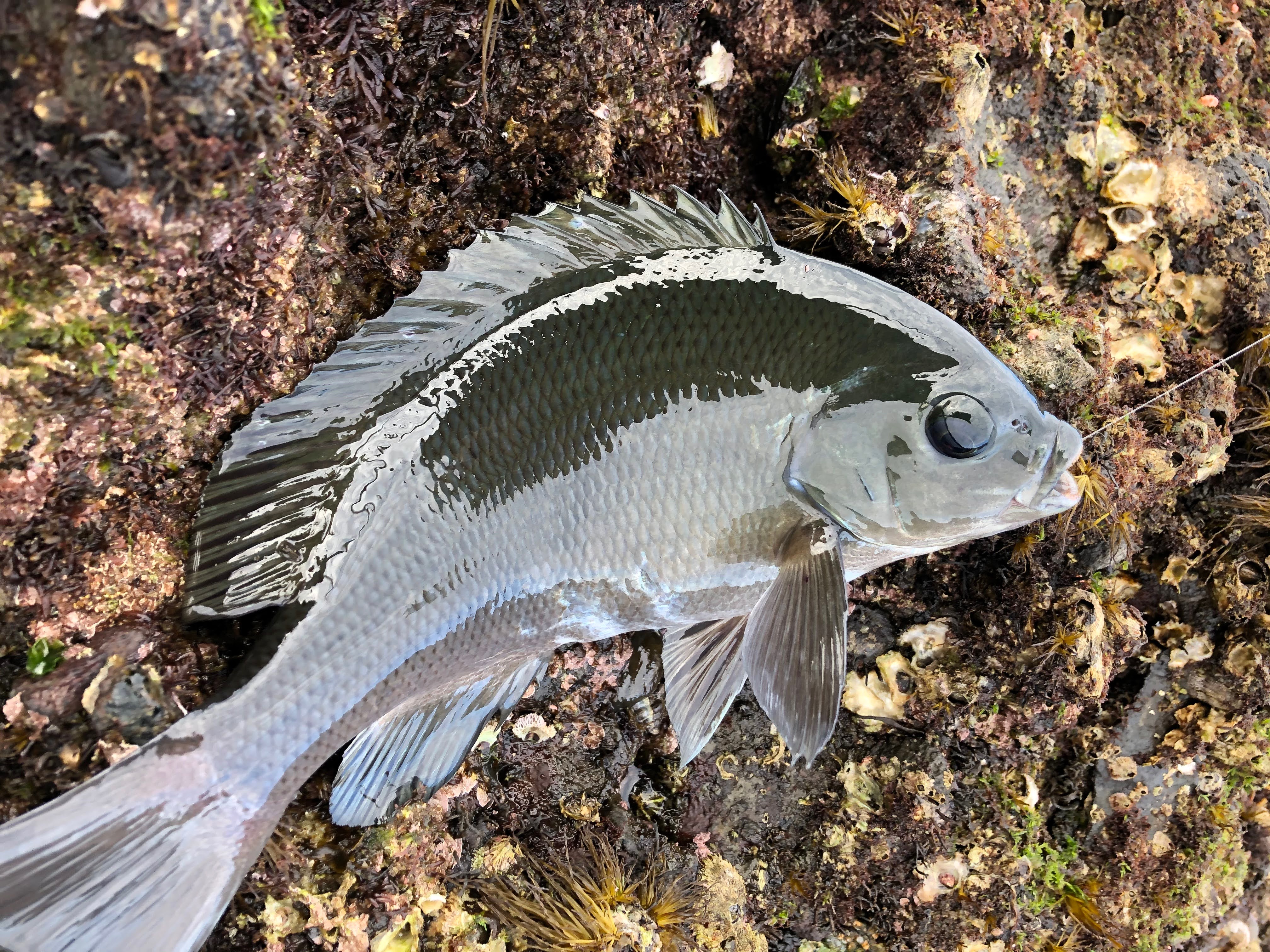 メジナ（グレ）