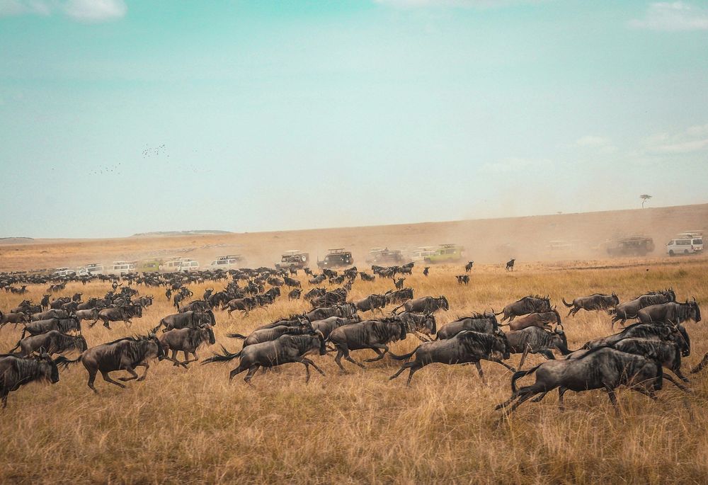 Masai Mara Safari Guide : How to Plan Your Africa Safari in Kenya