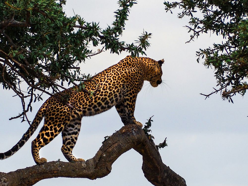 Land in Kenya and head straight to the world-famous Masai Mara. Settle into your Lodge and immerse yourself in the African savannah. Watch for lions, elephants, and giraffes, and experience the magic of the Great Migration. Relax with dinner and take in the wilderness.

