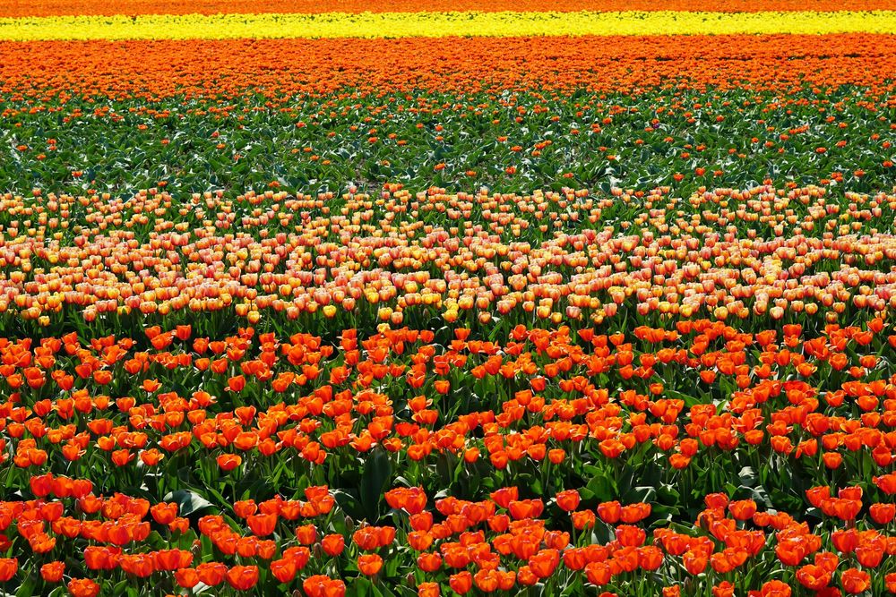 Forget The Netherlands! Now, You Can See Tulips In India