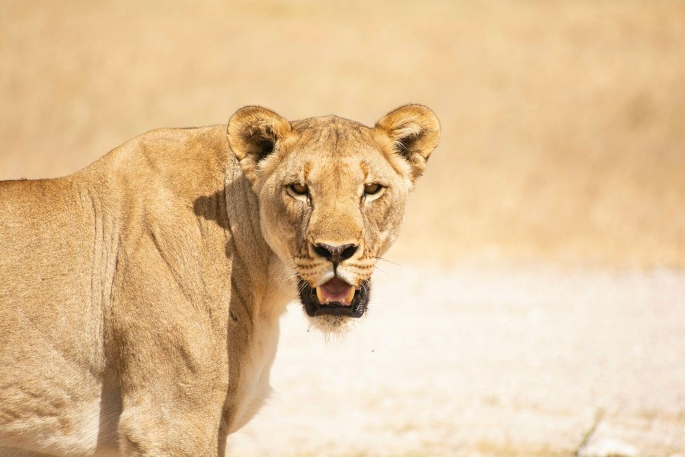 Best Safari Experiences Around The World