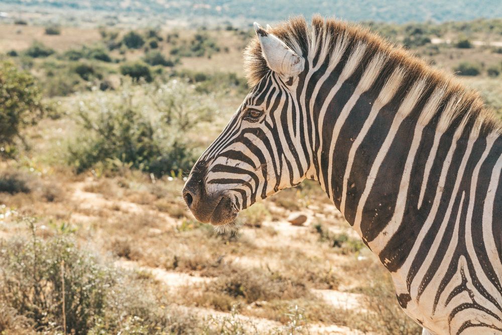 Self-Drive Safaris in Africa: The Ultimate Guide