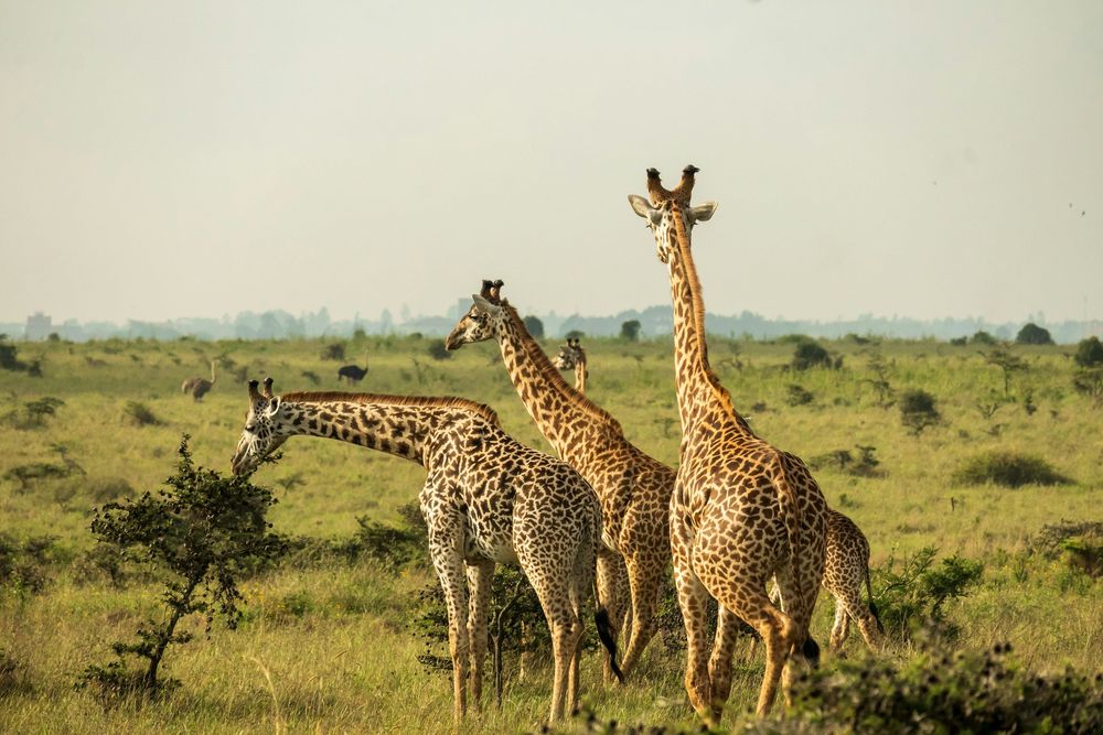 7 Adventurous Things To Do In Kenya