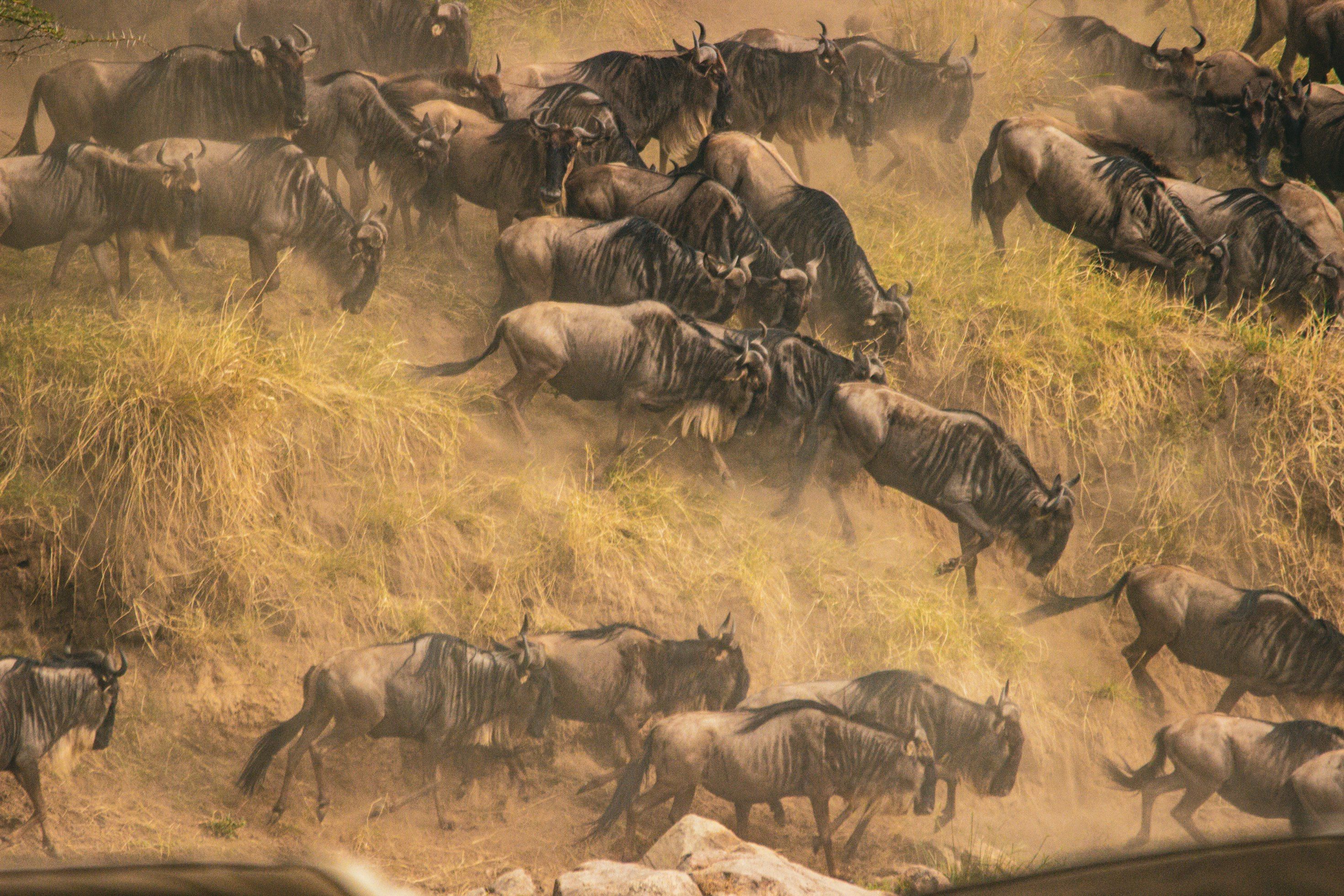 Big Five safari in Masai Mara