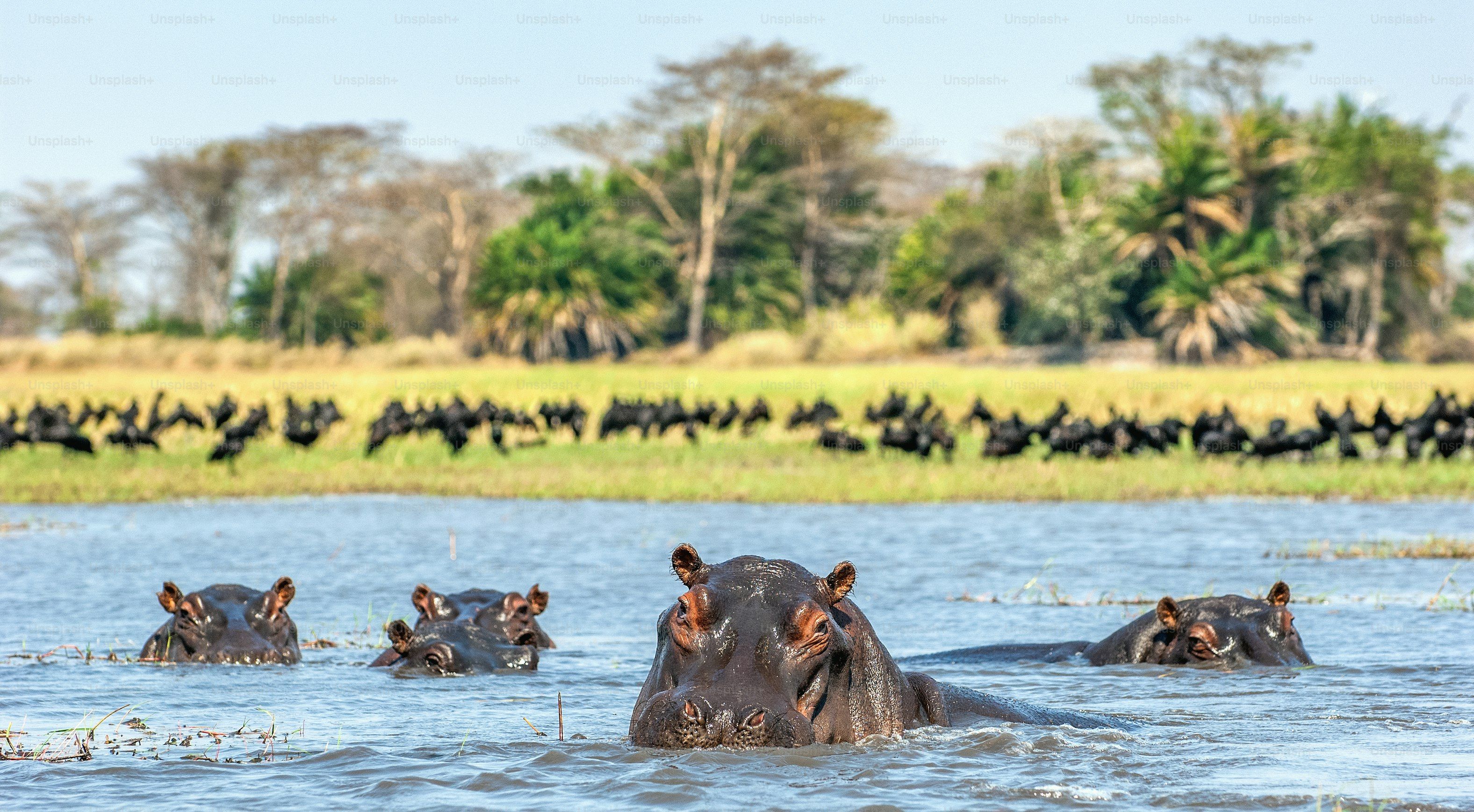 Uganda