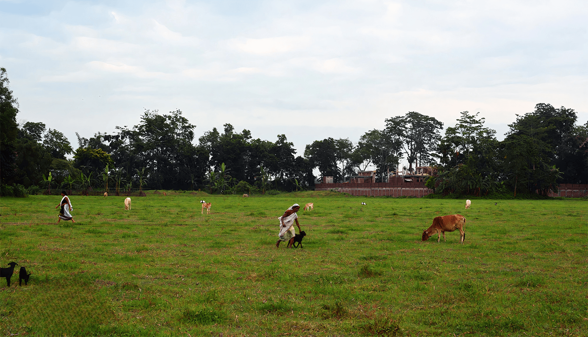 tinywow_open-fields_LE_upscale_balanced_x4_light_ai_10_79986674.png
